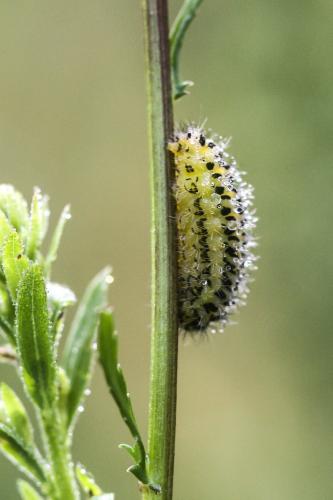 Réf. 279 013 : Zygaena sp.